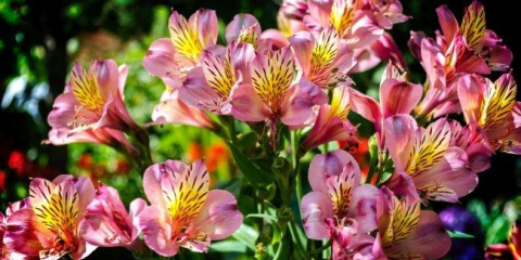 Alstromeria (50 fotek): světlé a atraktivní lilie inas